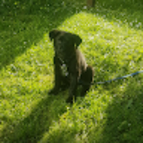 Meet your Posher, Trina a - Picture 1 of 1